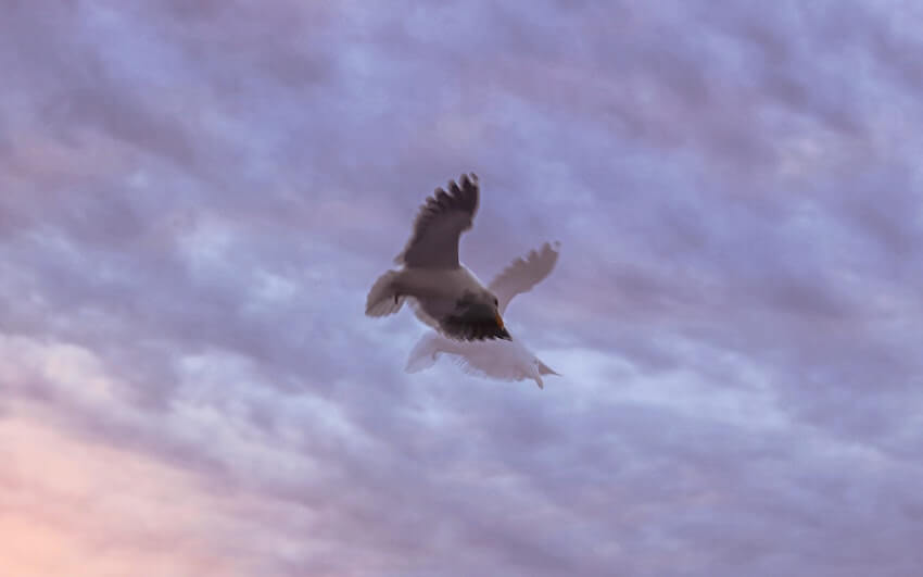 bird flying away