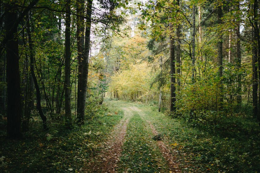 clear path in the woods