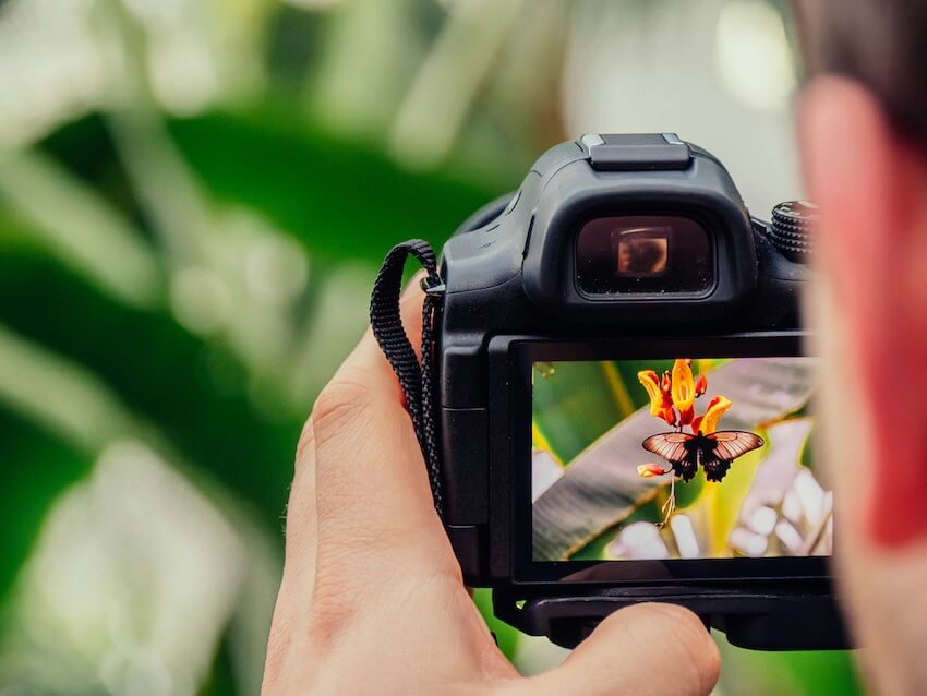 person taking a picture of a butterfly