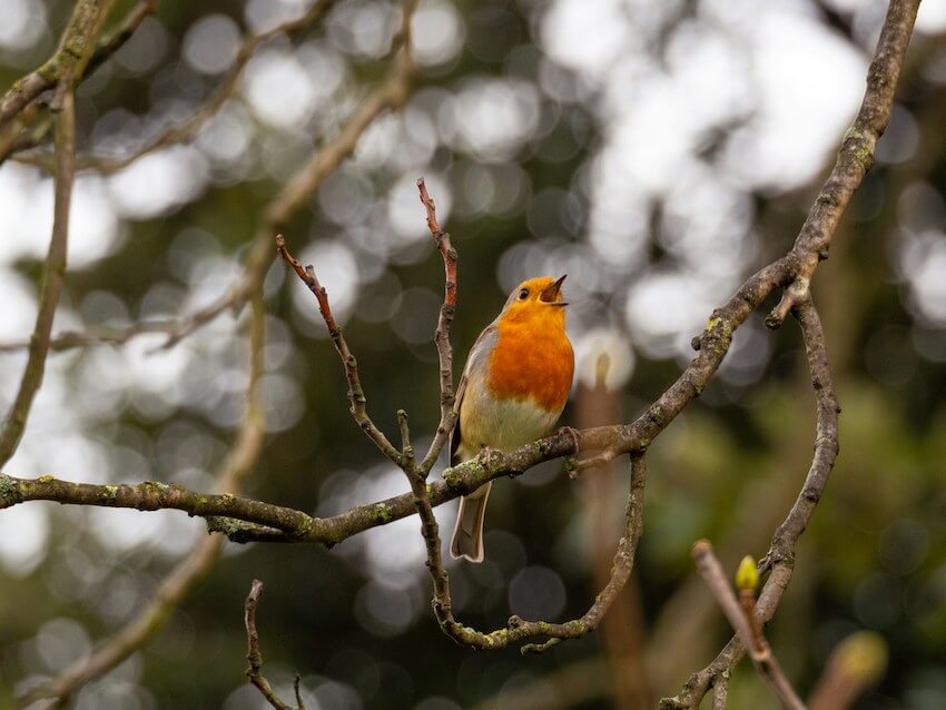 small bird singing a song