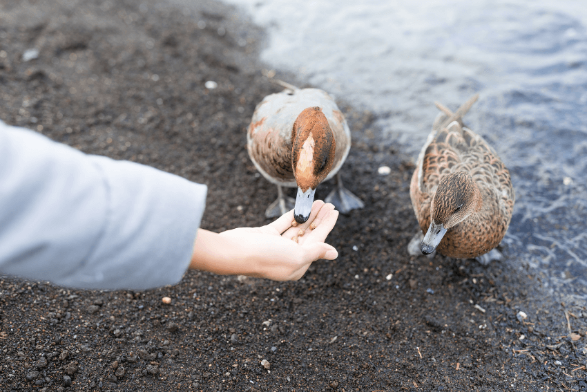 ducks eating out of a woman's hand