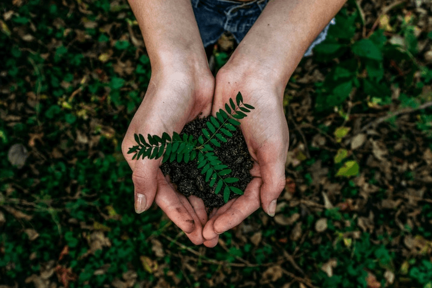 hands holding a plant that's just beginning to grow
