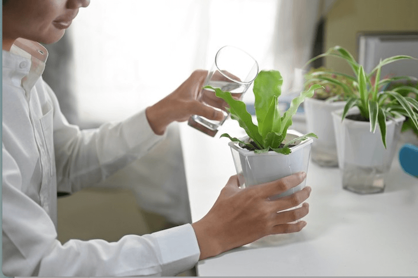 man watering indoor plant
