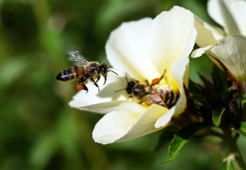 bees on a flower