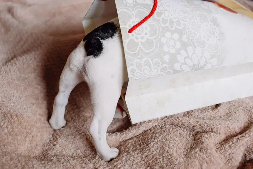 a dog that's crawled into a gift bag