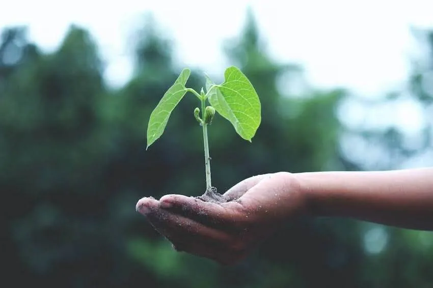 hand with a growing plant