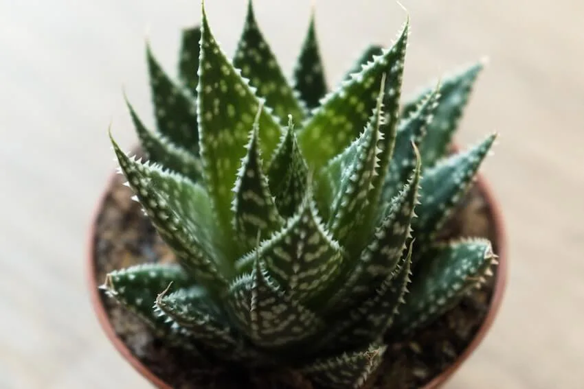 beautiful houseplant