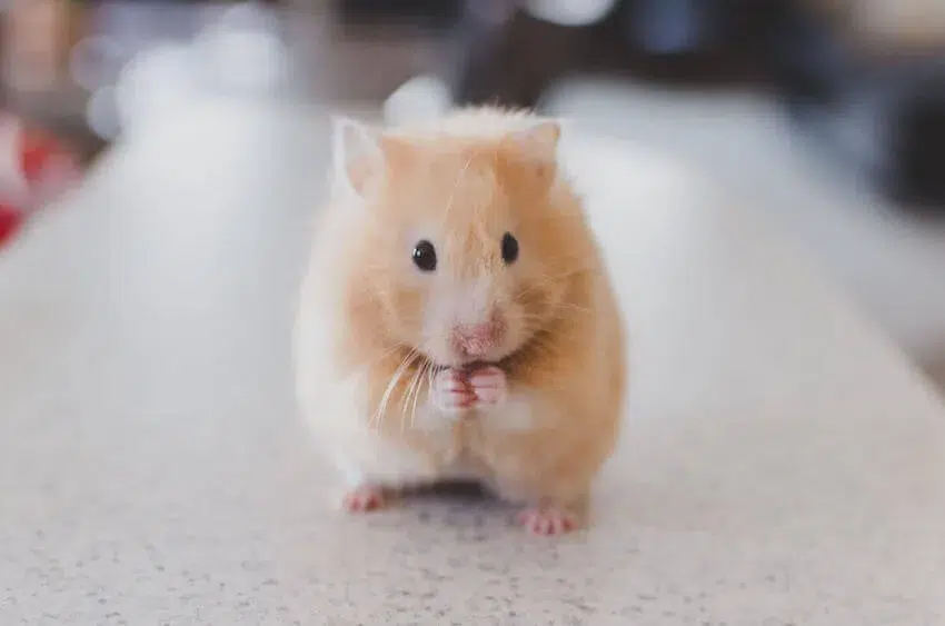 a cute hamster nibbling on a seed it's holding in its front paws