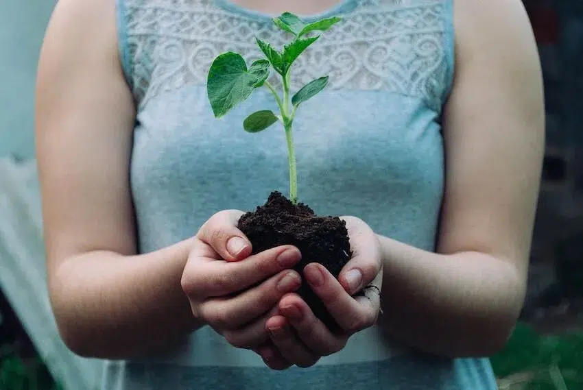 woman holding a small plant growth in soil in her hands
