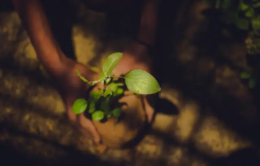 person planting a tree