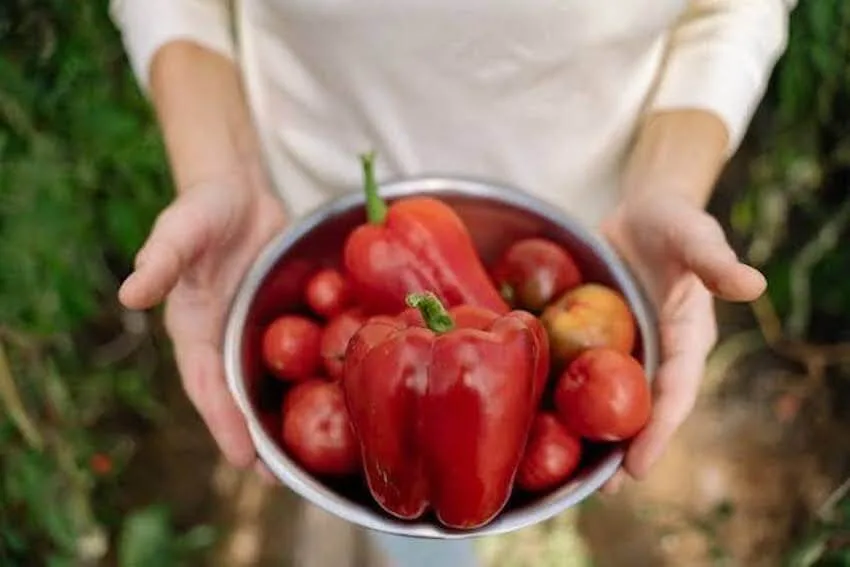 showing off vegetable harvest