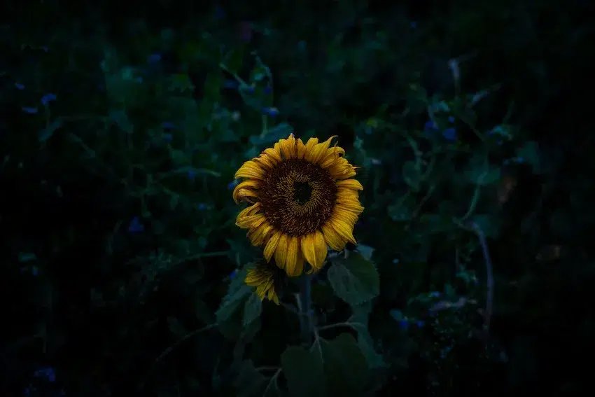 sunflower shrouded in darkness
