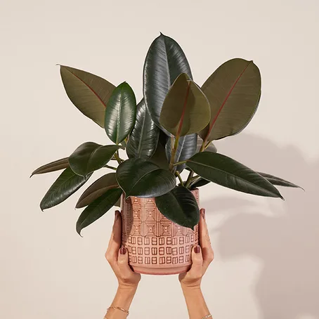 indoor plant called "One Fine Ficus" from The Bouqs