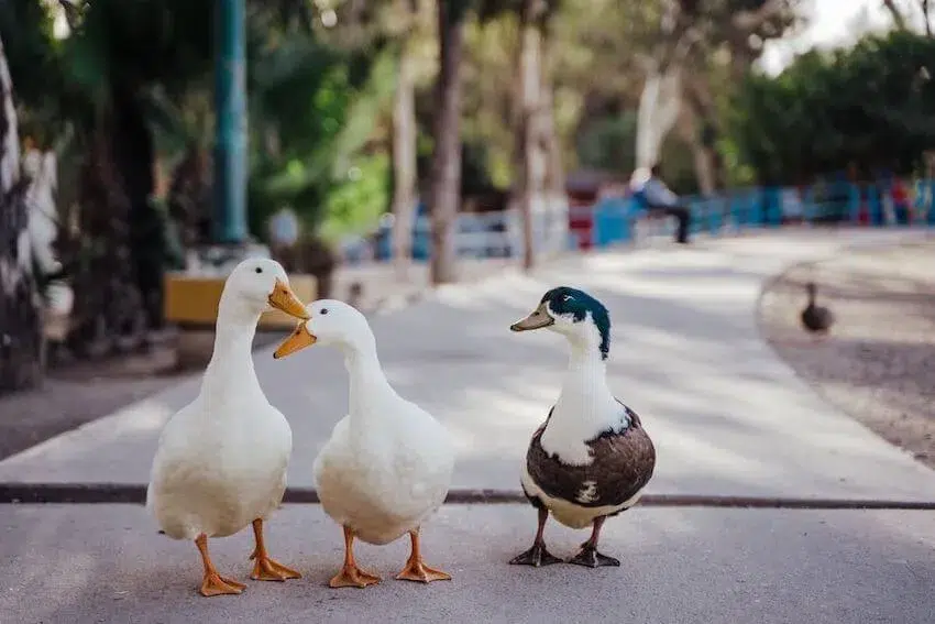 3 ducks walking along a path