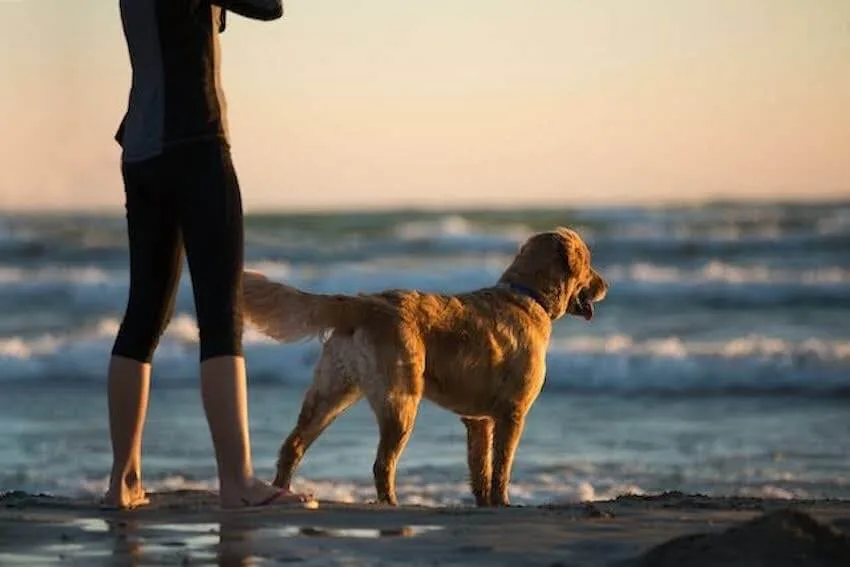 woman with dog looking at the ocean